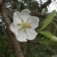 Tamilnadia uliginosa (Retz.) Tirveng. & Sastre